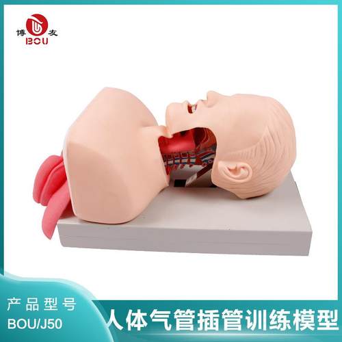 高级气道管理模拟人 J50高级人体气管插管训练模型