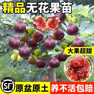 无花果树果苗波姬红特大果带果