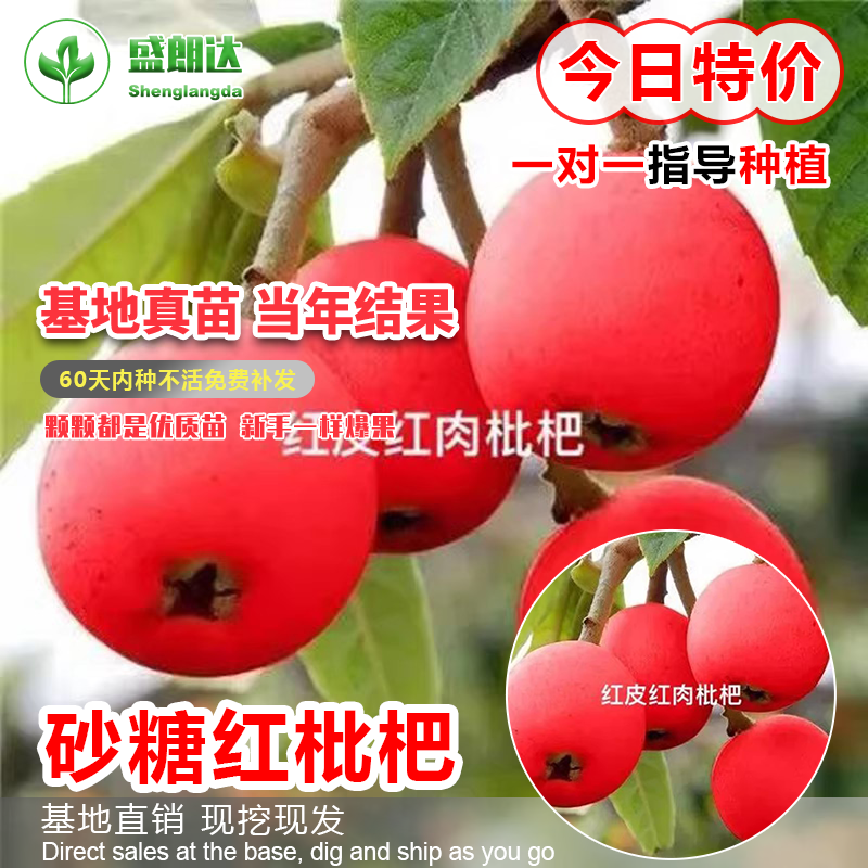正宗无核砂糖红枇杷树苗南方