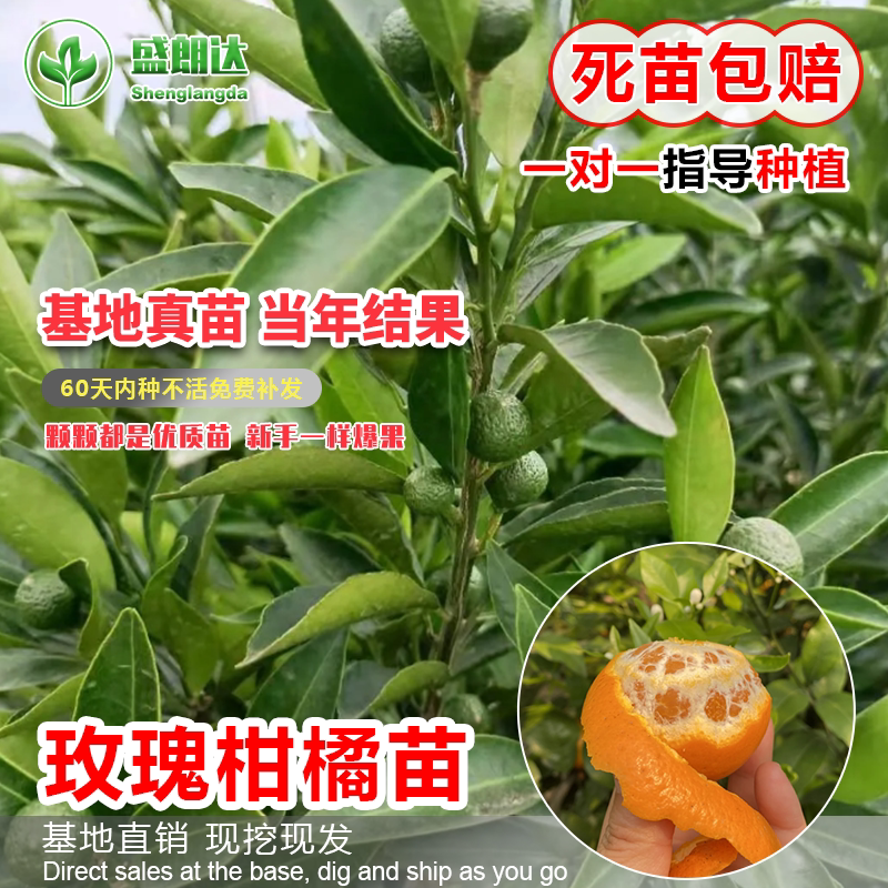 玫瑰香柑苗 杂柑树苗嫁接橘子苗 柑桔树苗果苗盆栽地栽当年结果