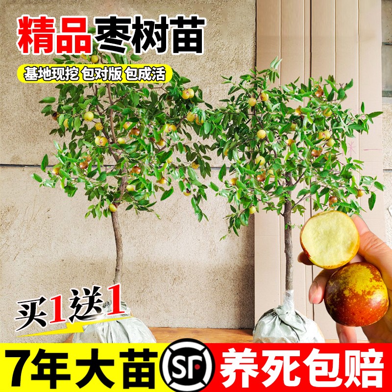 冰糖枣树活苗大超甜特冬嫁