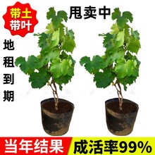 葡萄树苖蓝宝石阳光玫瑰北方耐寒南方种植盆栽带土带叶嫁接不搭架