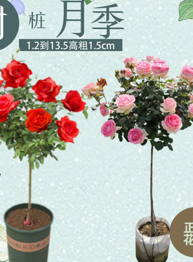 重瓣树桩大花月季玫瑰花树苗盆栽独杆高杆欧月花老状四季开花带花