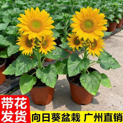 向日葵盆栽带花苞太阳花苗室内阳台室外开花植物绿植花卉鲜花种植