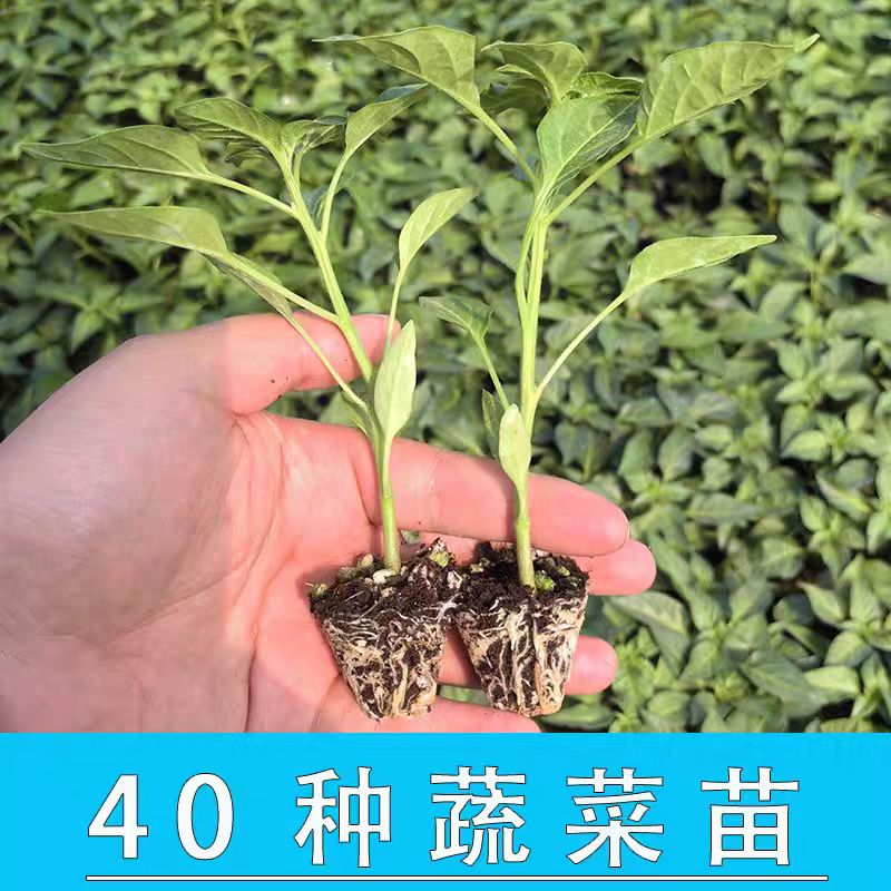 春季各种蔬菜番茄苗辣椒苗阳台种植南方种子茄子苗阳台盆栽四季苗