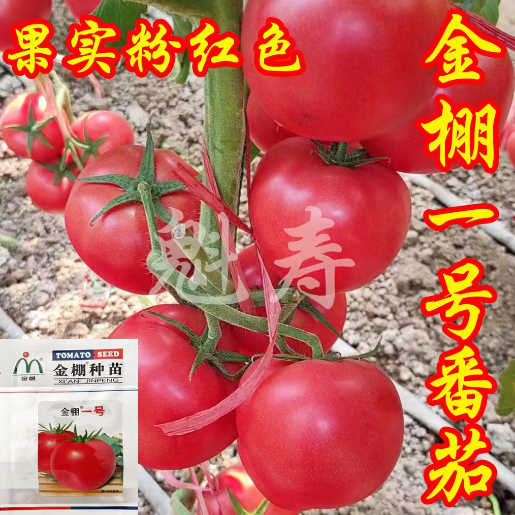 金棚一号番茄种子籽粉红色大西红柿种苗千禧四季阳台大棚蔬菜秧苗