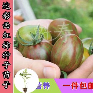 播易栽培蔬菜 莓番茄种苗子小圣女果小西红柿种子樱桃番茄四季