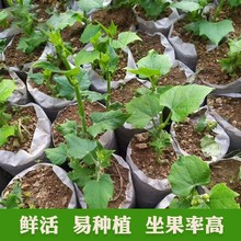 高产佛手瓜种苗春季 种植佛手瓜芽种子苗阳台庭院田园易种秧苗 夏季