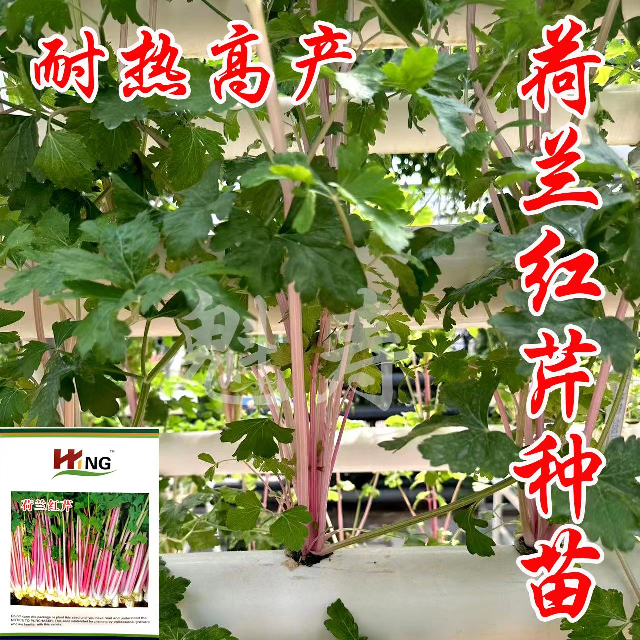 红芹菜苗红芹紫芹菜蔬菜种孑冬季阳台盆栽四季小香芹苗子四季种苗