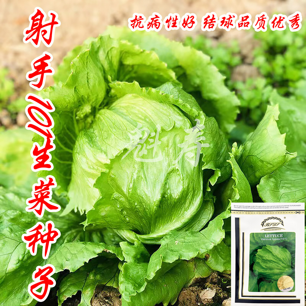 射手101结球生菜种子 球生菜种籽进口早熟优质高产四季耐热抗病