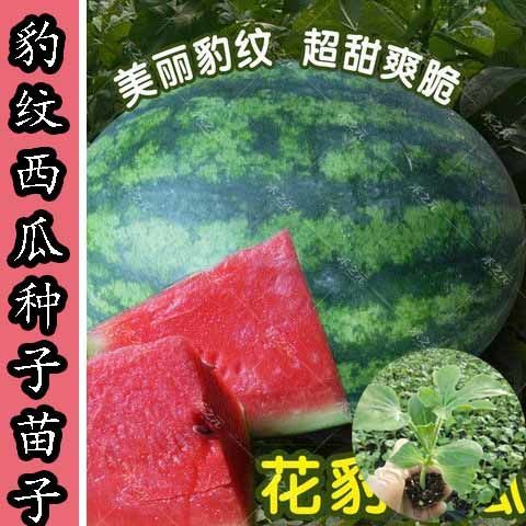 豹纹西瓜种苗子超甜西瓜糖度12-13度 花皮西瓜种籽四季美丽花纹