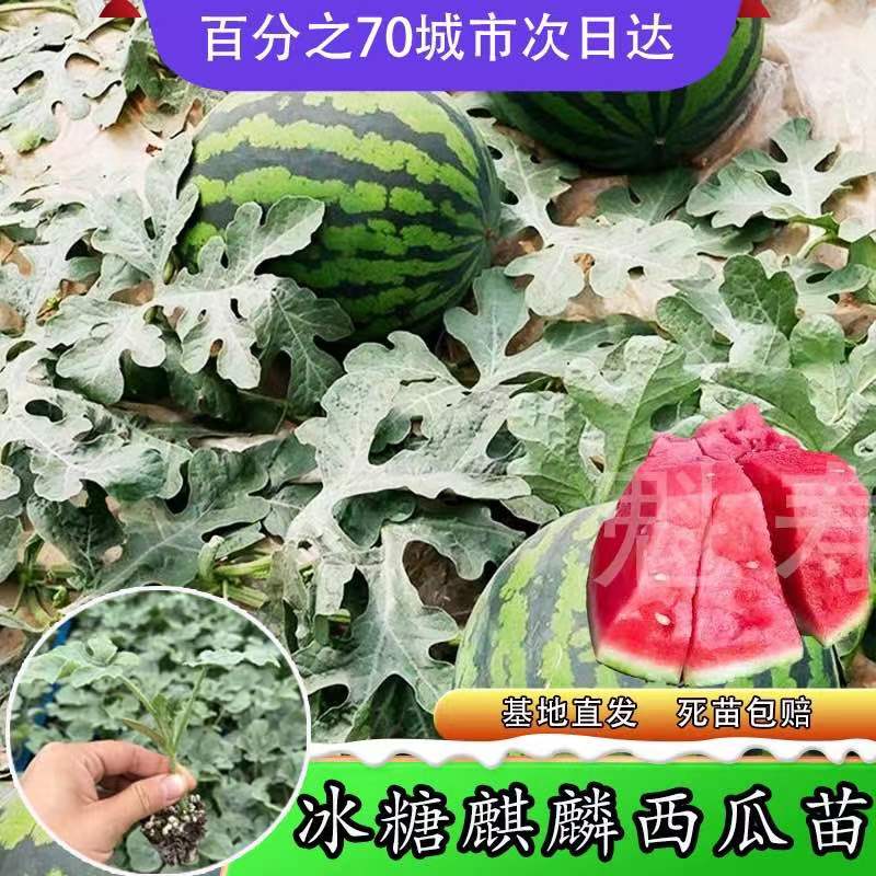 魁寿四季简单西瓜便宜