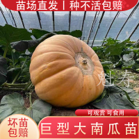 巨无霸特大南瓜苗秧带土球橘粉超大南瓜种子食用观赏型蔬菜种苗籽