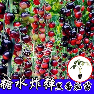 蔬菜种孑 黑骑士樱桃黑番茄种苗四季 黑西红柿种苗种籽西黑柿春季