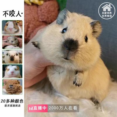 荷兰猪活物豚鼠活物鼠类小宠物加州卡皮巴拉活体卷毛荷兰鼠英短美