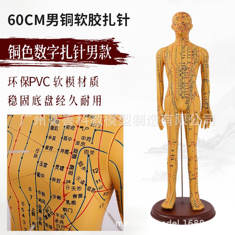 5060CM超清人体针の灸穴位模型十二经络通铜色中医教具刻字版男女