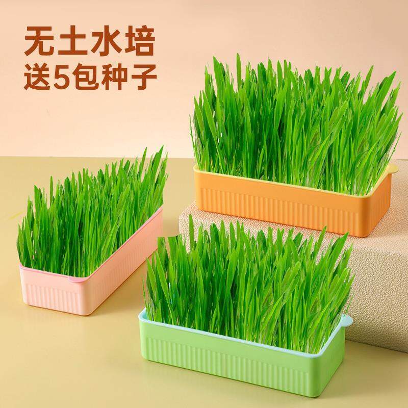 毛草小麦幼猫成种化草饼干草粒盆栽零食猫水培猫自种无土
