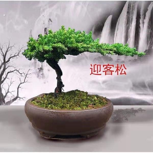 迎客松盆景真树罗汉松盆景真树四季青植物松柏盆景地柏盆景室内外