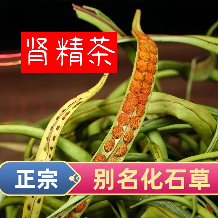 肾精茶长白山野生化石草野生肾精茶品质特级优选嗷嗷叫肾精茶黄金