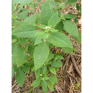 野坝子茶云南大山花草茶药材餐馆待客特色茶野坝子叶农家采摘晒干