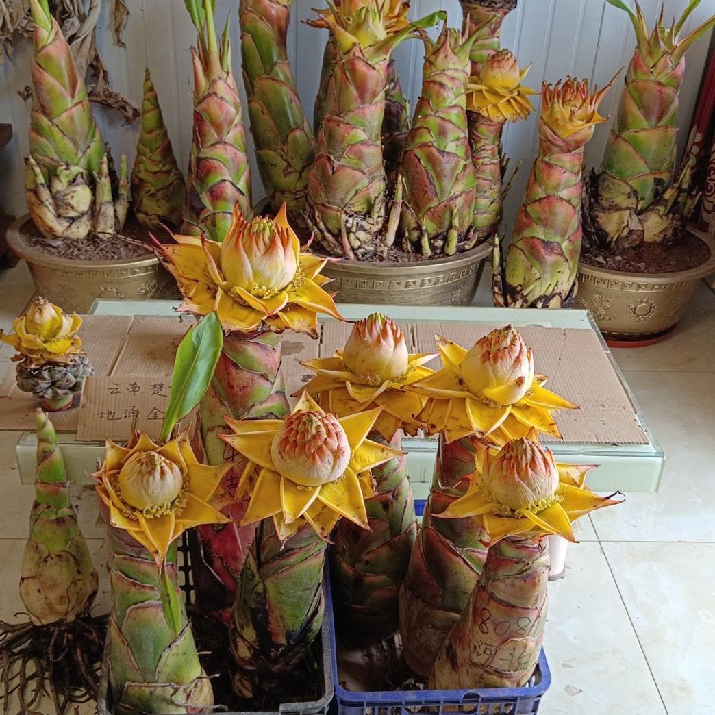 云南地涌金莲盆栽绿植非红莲花卉