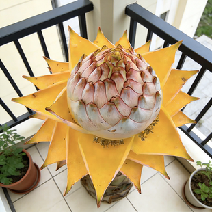 云南特产地涌金莲冬季开花红色花绿植批发零售庭院阳台办公室盆栽