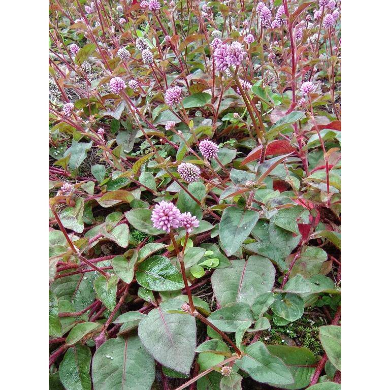 云南中药材四季红 小红太阳花 石莽草头花蓼有大货 支持500克包邮