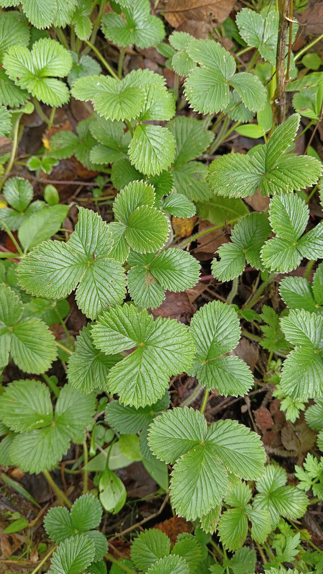 蛇莓草新鲜天然和尚头坡草现采龙吐珠三叶莓三爪风云南中草药
