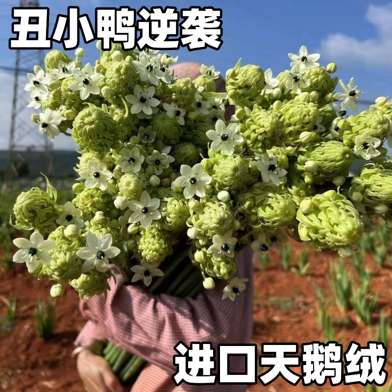 天鹅绒花卉恒伯利恒之星种球