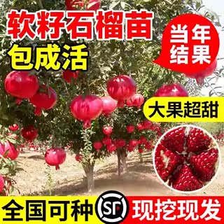 无籽突尼斯黑子南北方种植石榴苗