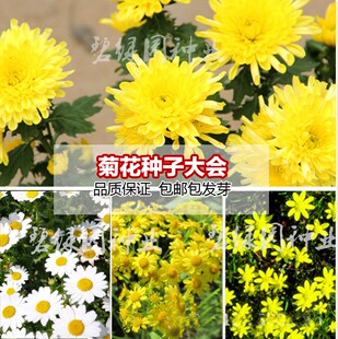特级黄菊花种子 食用泡茶贡菊庭院金丝黄菊野生杭白菊野菊花种子