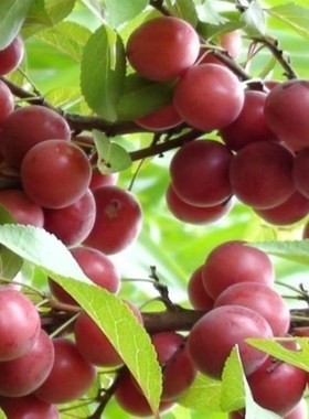 钙果树苗稀有品种果树苗嫁接苗钙果苗南北方庭院盆栽地载当年结果