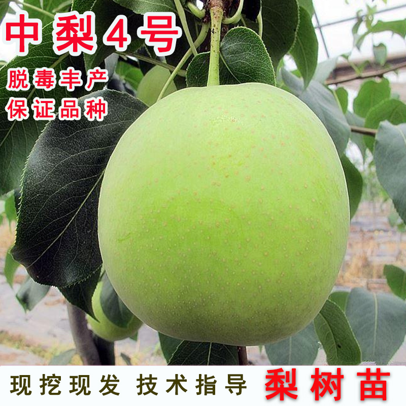 嫁接中梨四号树苗早熟酥脆