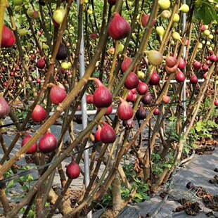 特大无花果树苗盆栽矮化无花果苗四季 种植当年结果南北方阳台庭院