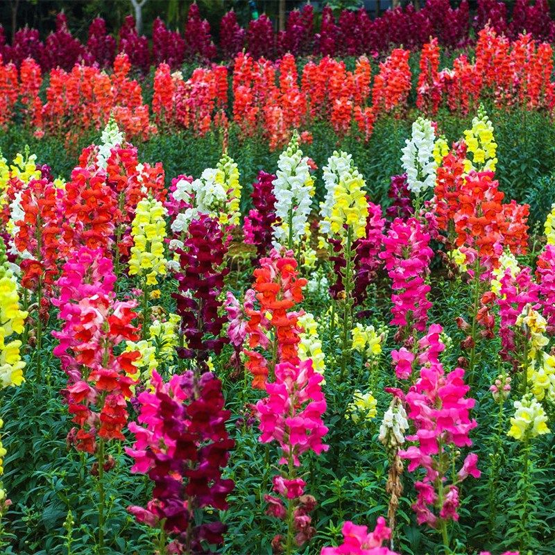 金鱼草种子 宿根草本花卉四季播种耐阴花草花种子多年生花籽