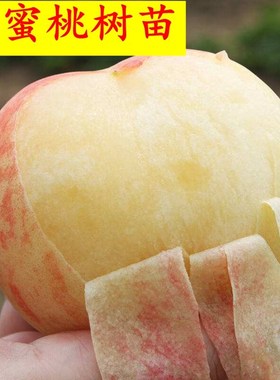 水蜜桃苗正宗奉化无锡阳山水蜜桃苗树桃树特大嫁接地栽盆栽当年结