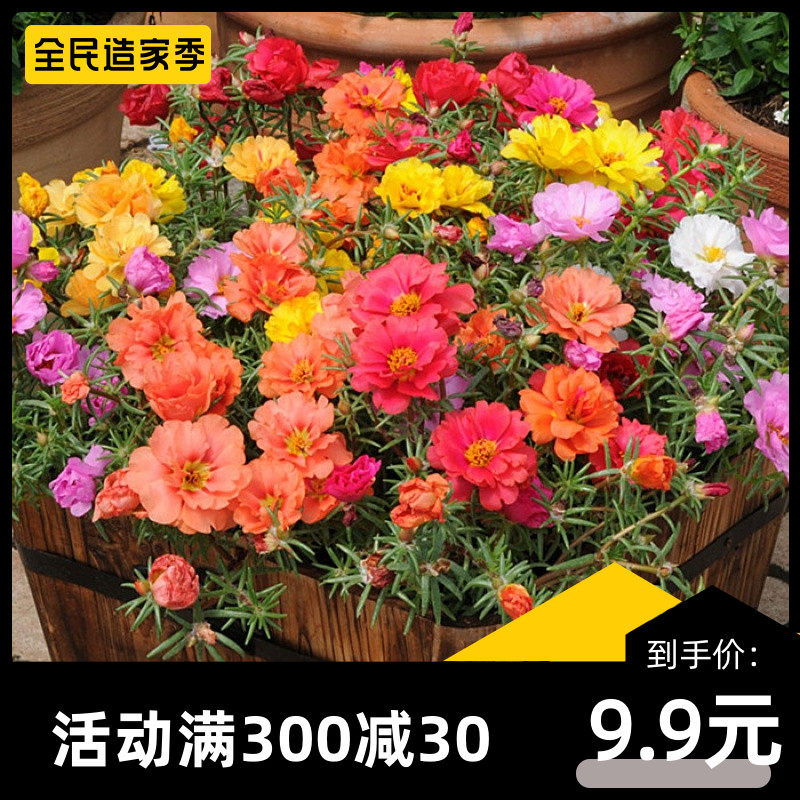 太阳花重瓣花种四季开花种子阳台庭院花籽室外易种易活盆栽花种