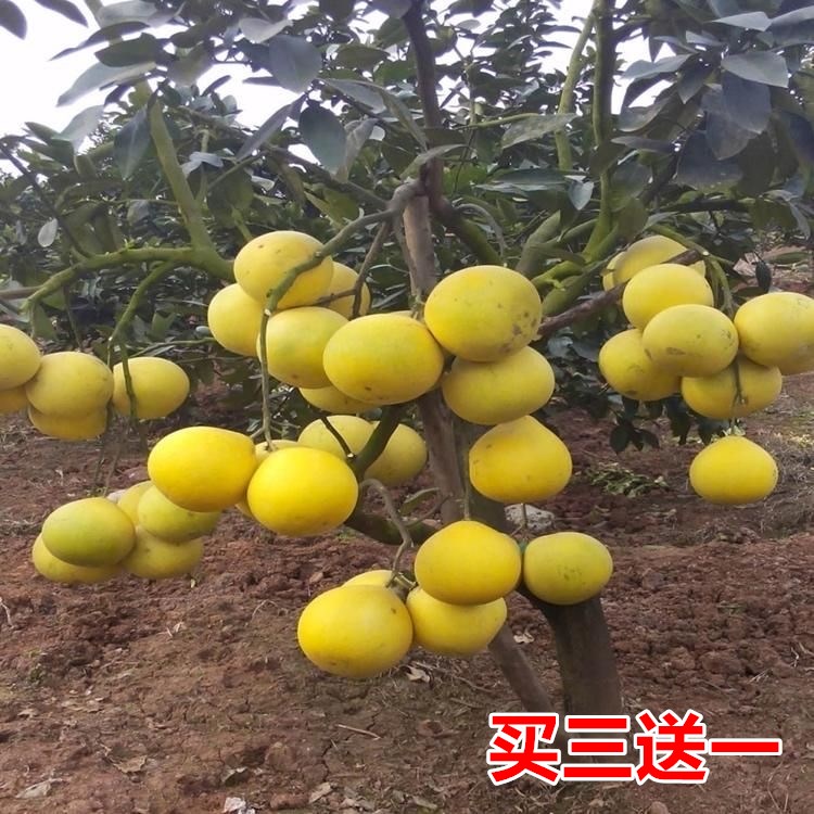 正宗香泡树苗香橼树苗 柚子树苗 庭院绿化树