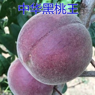嫁接黑桃王树苗南方北方种植黑桃皇后桃树苗当年结果地栽黑桃王苗