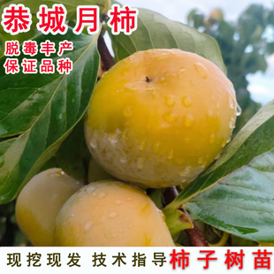 嫁接恭城月柿脆甜多汁柿子苗树盆栽软柿南方北方种植柿树当年结果
