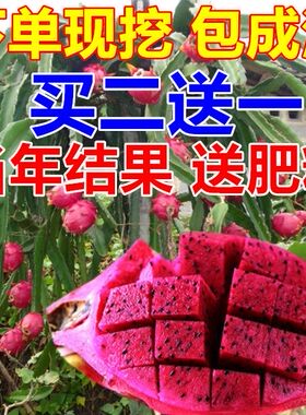 红心盆栽四季阳台南方火龙果苗
