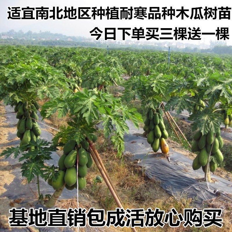 水果木瓜树苗酸木瓜光皮木瓜木瓜可泡酒可制果脯木瓜酸木瓜果树苗