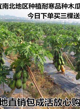 光皮可制果脯木瓜树苗