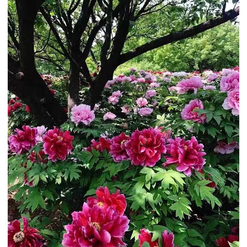 牡丹花树苗洛阳真品正宗带图片