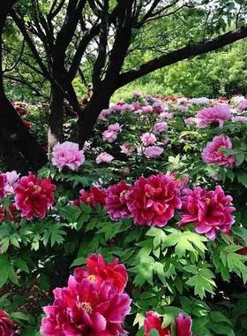 牡丹花树苗洛阳真品正宗带