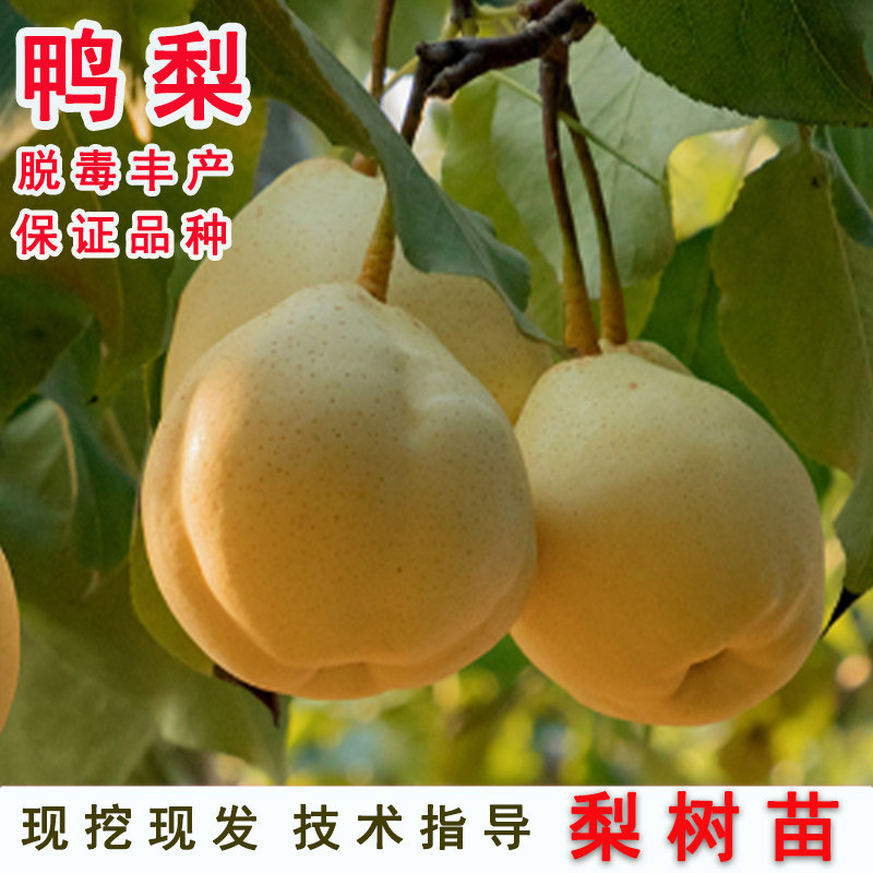 嫁接大白鸭梨树苗老品种梨树苗盆栽地栽南北方种当年结果果树果苗