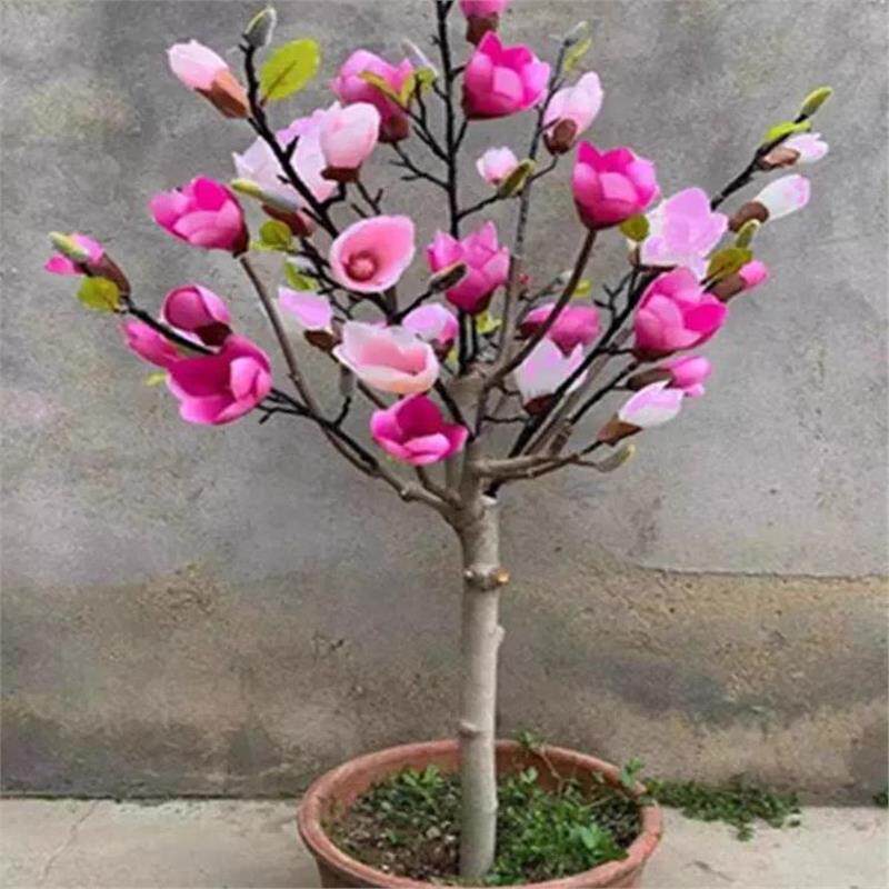 矮化玉兰树苗盆栽 地栽 盆景紫玉兰花苗带花苞别墅阳台庭院木本