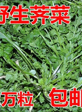 纯野生荠荠菜种子 特菜野菜种子农家老品种蔬菜种子春 四季播包邮