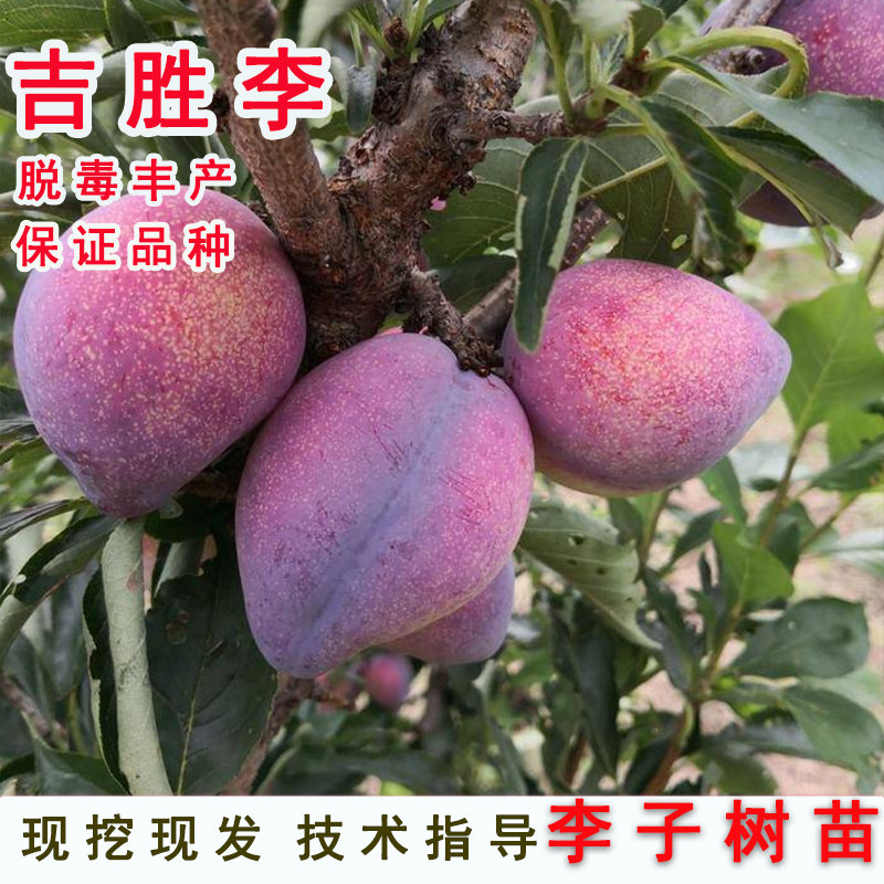 嫁接吉胜李子树苗东北干碗李鸡心李子苗盆栽地栽南北方种当年结果