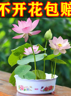 水培植物碗莲种籽子适合冬